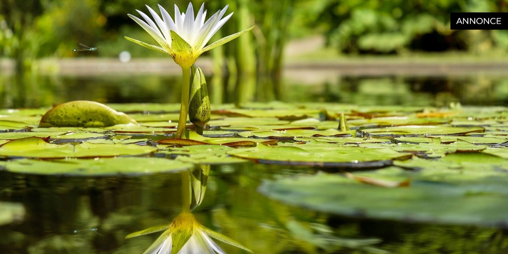 dktv bizzup.dk 5009[79]